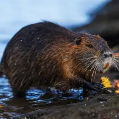 Nutria, z mokrym futrem, wychodzi z wody. Jej mięso jest cenione w niektórych kuchniach.