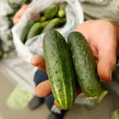 Świeże ogórki prosto z pola, idealne do zupy. Zastanawiasz się, jakie przyprawy do zupy ogórkowej dodasz?